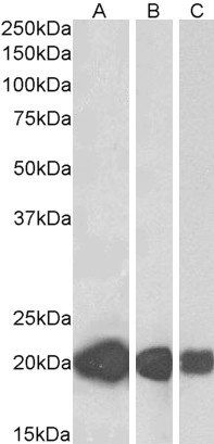 Goat anti-CSRP3 Antibody
