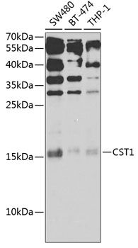 CST1 antibody