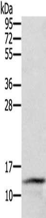 CST2 antibody