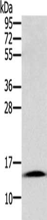 CST2 antibody