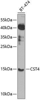 CST4 antibody