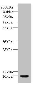 CSTA Antibody