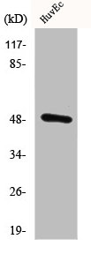 CSTF1 Antibody
