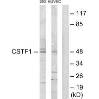 CSTF1 Antibody