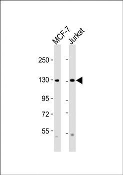 CTCF antibody