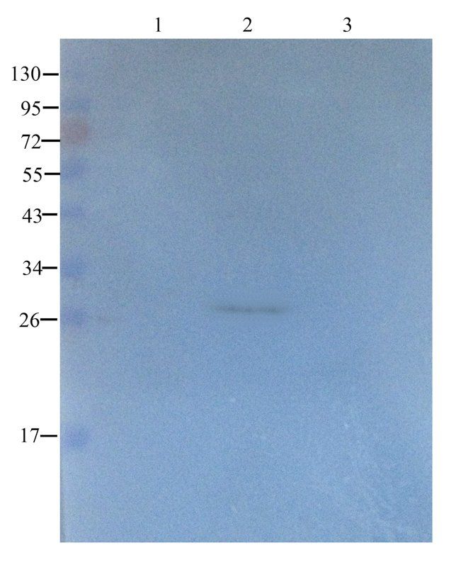 CTGF antibody