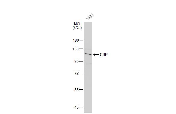 MTGR1 antibody [C1C3]