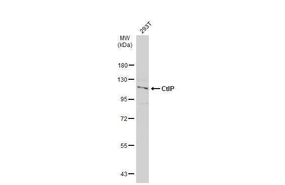 MTGR1 antibody