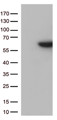 CTLA4 Antibody