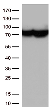 CTLA4 Antibody