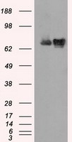 CTLA4 Antibody