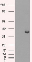 CTLA4 Antibody