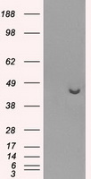 CTLA4 Antibody