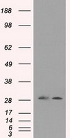 CTLA4 Antibody