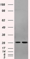 CTLA4 Antibody