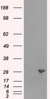 CTLA4 Antibody