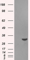 CTLA4 Antibody