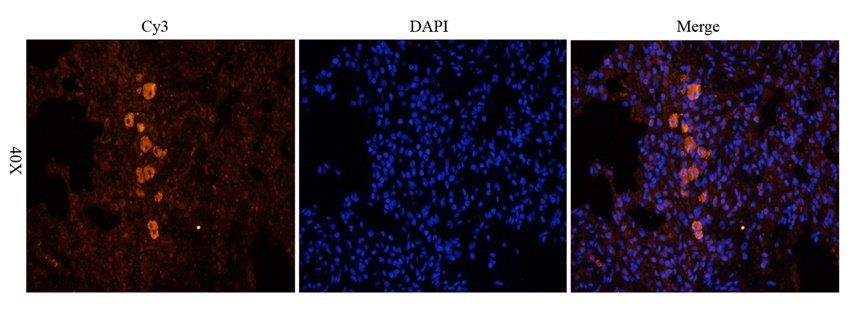 CTLA4 antibody