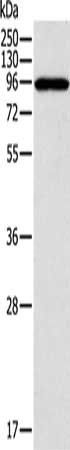 CTNNA1 Antibody