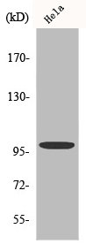 CTNNA1/CTNNA2 Antibody