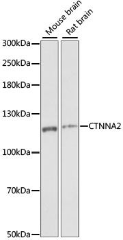 CTNNA2 antibody