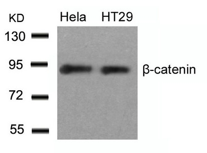 CTNNB1 (Ab-33) antibody