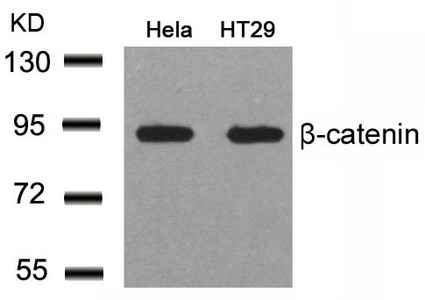 CTNNB1 Antibody