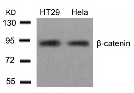 CTNNB1 Antibody