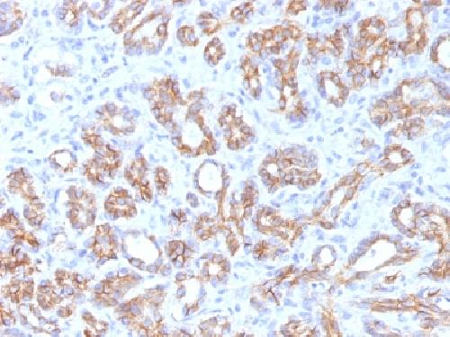 Catenin, beta (p120) Antibody