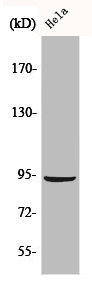 CTNNB1 Antibody