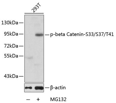 CTNNB1 (Phospho-S33/S37/T41) antibody