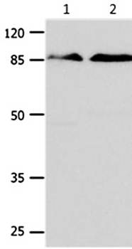 CTNNB1 Antibody
