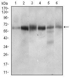 CTNNBL1 Antibody