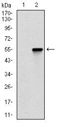 CTNNBL1 Antibody