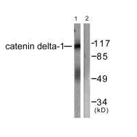 CTNND1 (Ab-228) Antibody