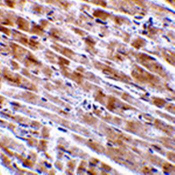 CTRP3 Antibody