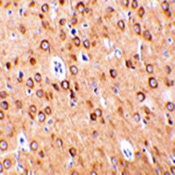 CTRP4 Antibody