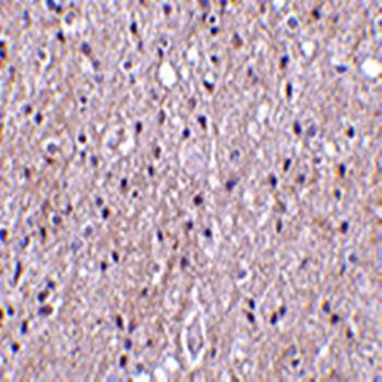 CTRP4 Antibody