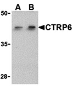 CTRP6 Antibody