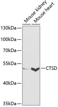 CTSD antibody