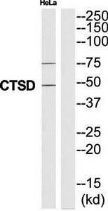 CTSD Antibody