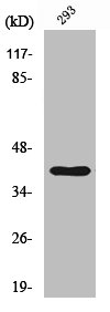 CTSH Antibody