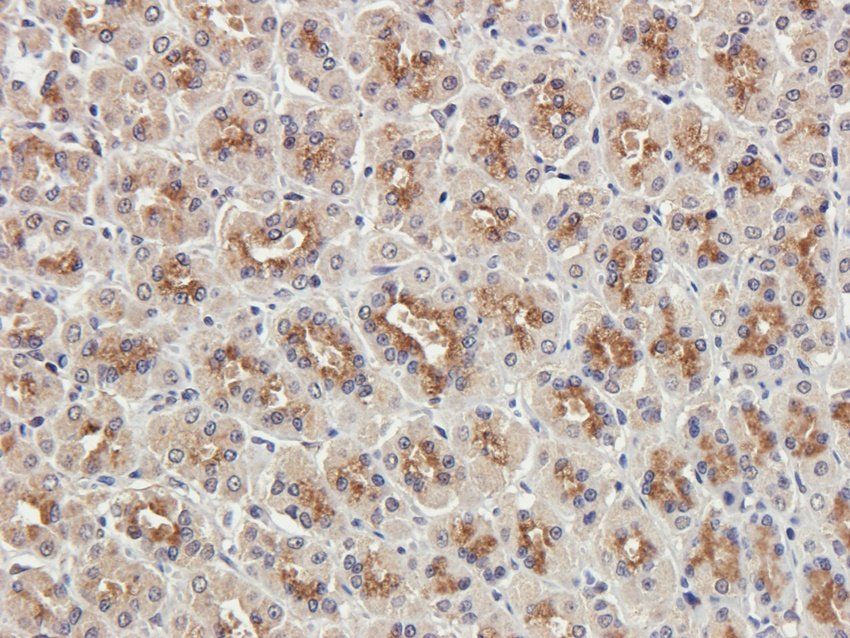 CTSS antibody