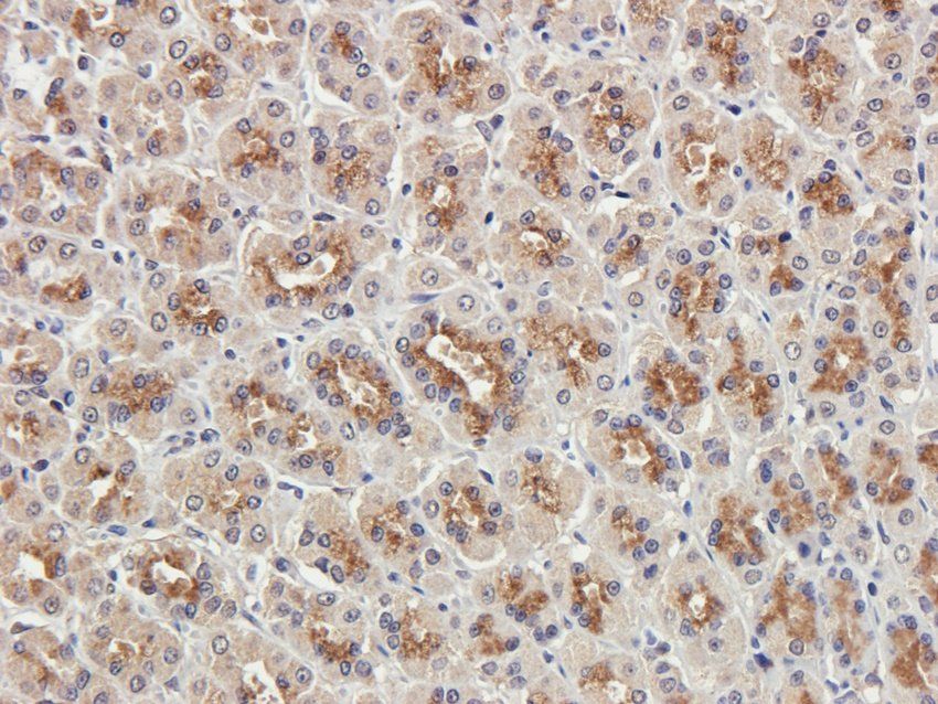 CTSS antibody