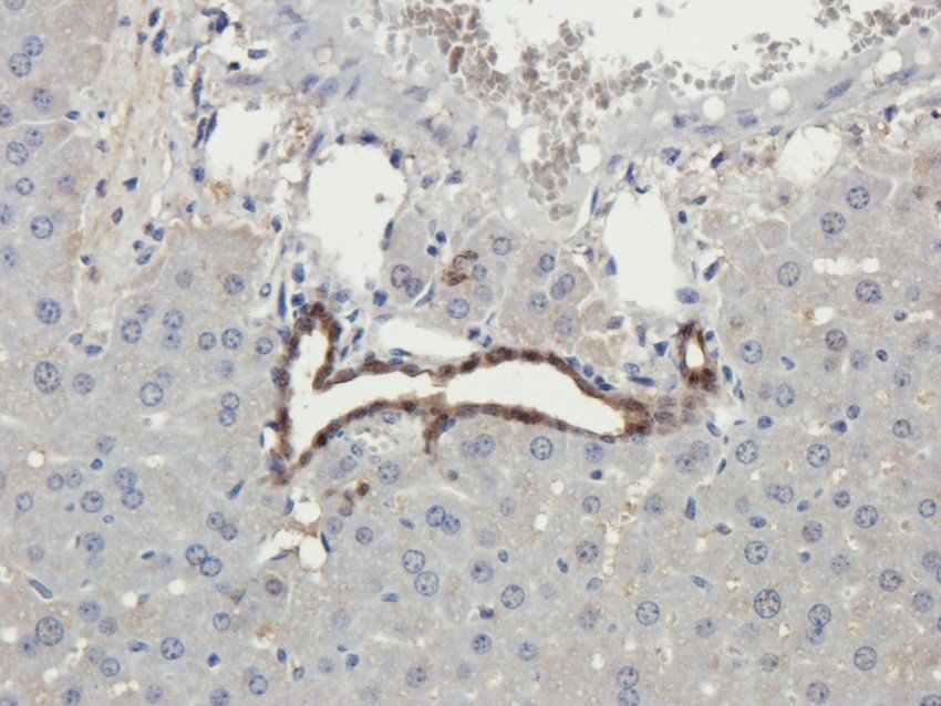 CTSS antibody