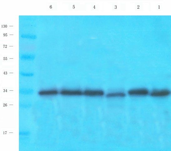 CTSS antibody