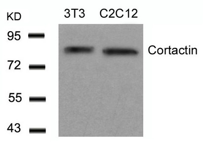 CTTN (Ab-466) antibody