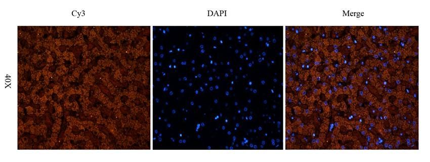 Cubilin antibody