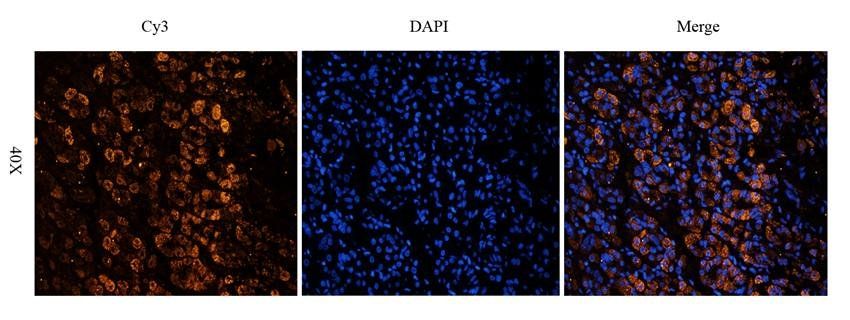 Cubilin antibody