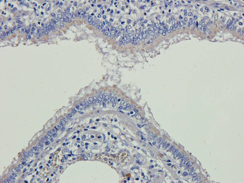 Cubilin antibody